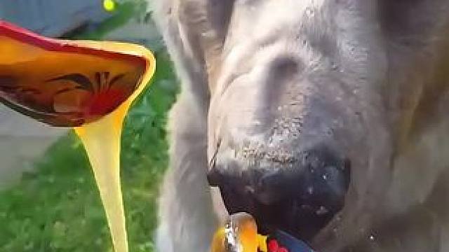 这蜂蜜绝了！ #蜂蜜 #椴树蜜