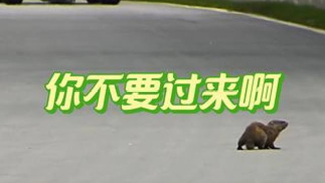 你不要过来啊 #土拨鼠 是#f1 加拿大大奖赛的特色 #赛车