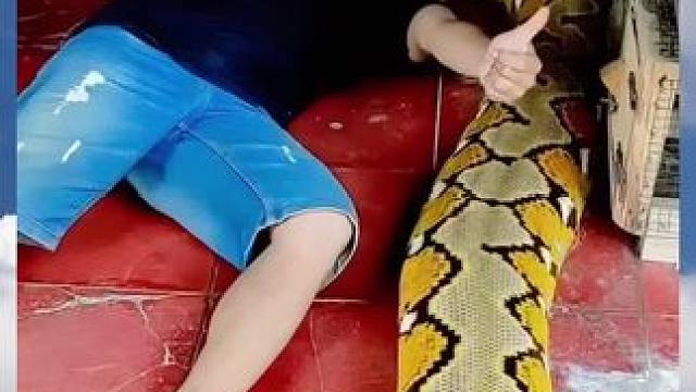 这么大的蟒蛇感觉行动都不便
#巨蟒 #蛇出没 #这是什么操作 #危险动作请勿模仿 #跟着王大人玩转T