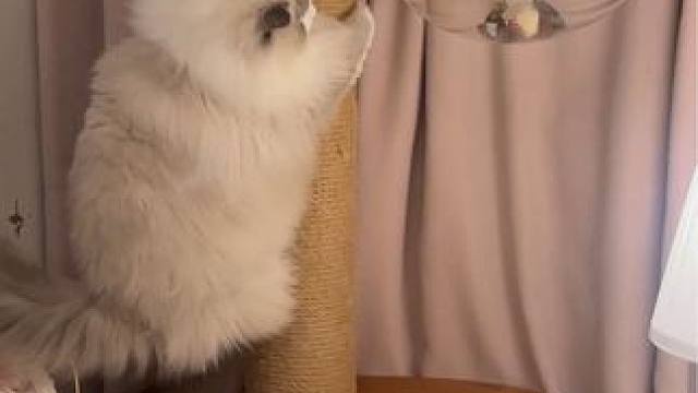 一条感动与激情同在的动画片❤️‍ 其实看到福福玩玩具的时候还是很感慨，大家平时看吉美总有人说他太好动