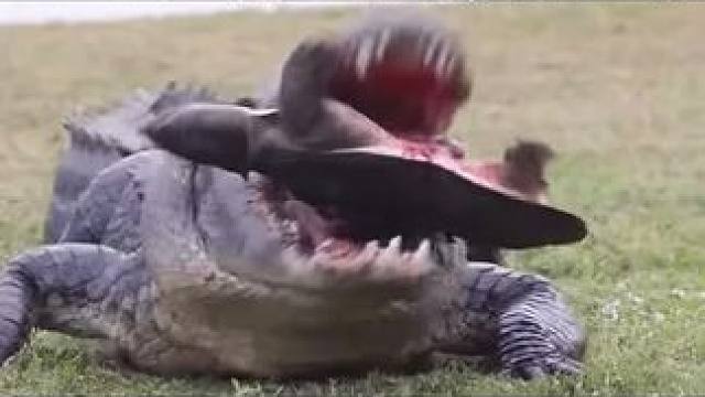 龟蛋都被咬出来了
#弱肉强食的动物世界 #自然界动物各种奇特捕食画面大全 #鳄鱼捕食乌龟 #捕食瞬间