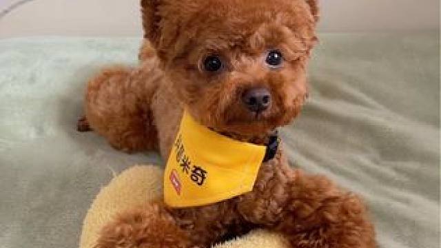 它爱钱已经胜过爱我了吗？ #萌宠日常记录 #萌宠成精了 #狗狗 #万物可爱计划 #米奇是只小泰迪