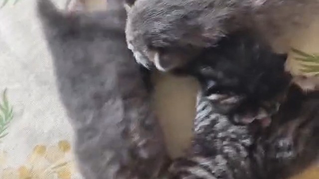 给小猫起个名