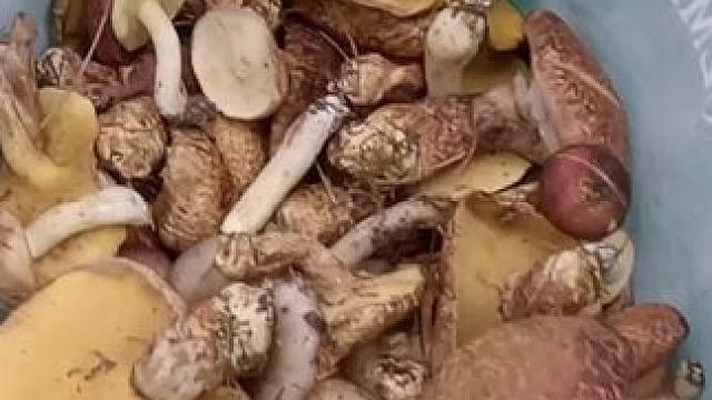 捡菌子的二十七天，今天捡的大部分都是小姑姑，品质相当好。#野生菌 #山珍美味 #捡菌子 #户外打野 