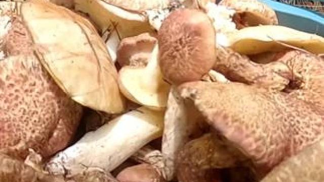 捡菌子第二十八天，来到了这些山。菌子多到捡都捡不完。#捡蘑菇 #山珍美味 #枞树菌 #户外打野 