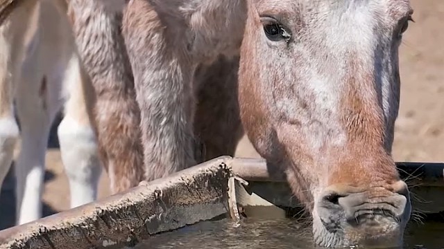 马儿渴坏了，多喝点吧，解压[龇牙]