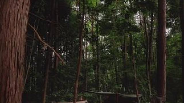 林中露营 #让生活慢下来 #露营报告