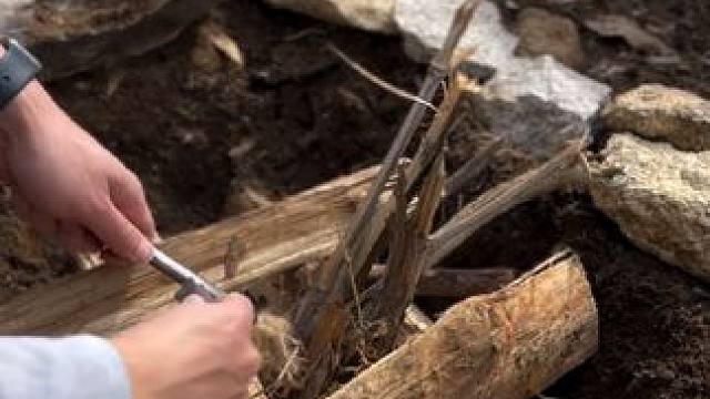 露营柴火鱿鱼 #露营报告