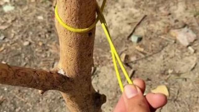 户外绳结技巧 #实用绳结 #露营技巧报告 #露营报告