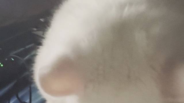 小猫也会有烦恼吗