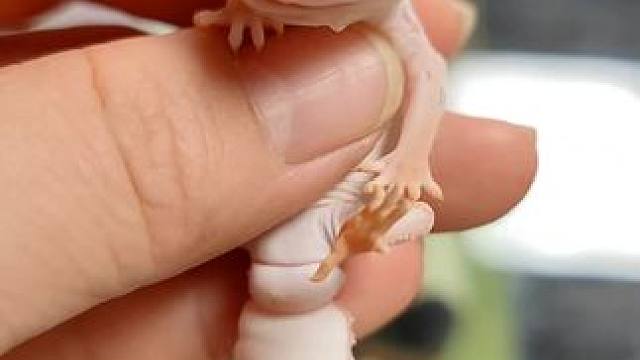 #爬宠 #萌宠出道计划 #瘤尾守宫 #饲养员昕姐 说起帽衫~是真的不困了，家里各位