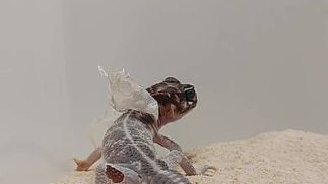 #爬宠 #萌宠出道计划 #饲养员昕姐 #瘤尾守宫  说起帽衫~我们必须来凑个热闹