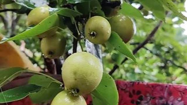 #自家果园 #硕果累累的季节 #纯天然绿色食品