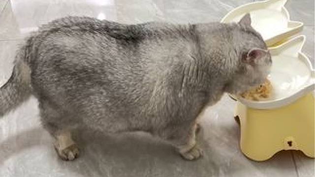 我们回来啦，给蛋蛋吃它爱吃的布丁 #记录猫咪日常 #它真的好像个小宝宝