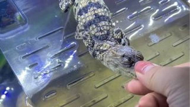 #少儿围棋 #爬宠 #鳄鱼养殖场 家人们在线等抢救，急求各位大佬帮忙！