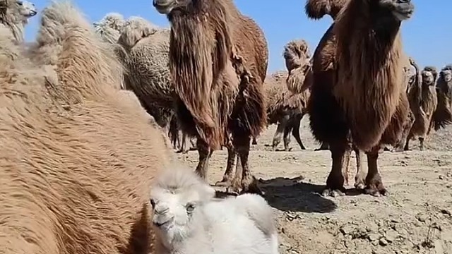 看着它们喝水好香呀[赞]