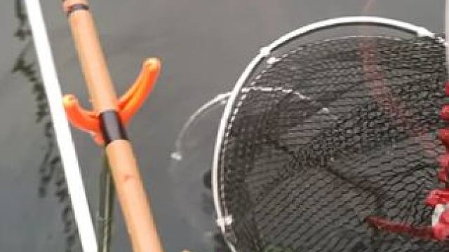 白条麦穗大军之中钓几个鲫鱼是真难！ #野钓 #大板鲫 #小杂鱼 #爆护 #钓鱼