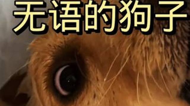 狗子的无语时刻 #大金毛 #无语 #狗子成精