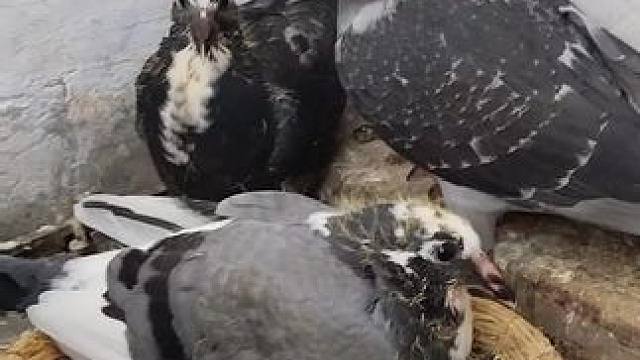 赛鸽☞高空飞翔