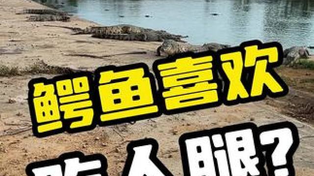 鳄鱼喜欢吃人腿？#鳄鱼 #鳄珍 #鳄鱼养殖场 #鳄鱼皮带 #危险动作请勿模仿