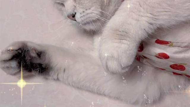 摸不摸，你到底摸不摸～