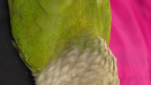 最近再换羽毛，羽粉多的，#带标识合法鹦鹉 #小太阳鹦鹉 #小黄鸡