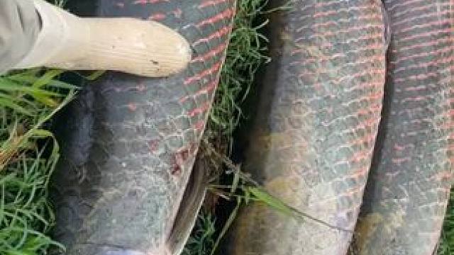 #国外视频分享 #好大一条鱼 #户外捕鱼