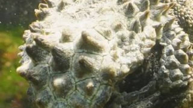 哥斯拉的原型海鬣蜥是吃素的 #国外视频分享 #奇妙的动物 #野生动物