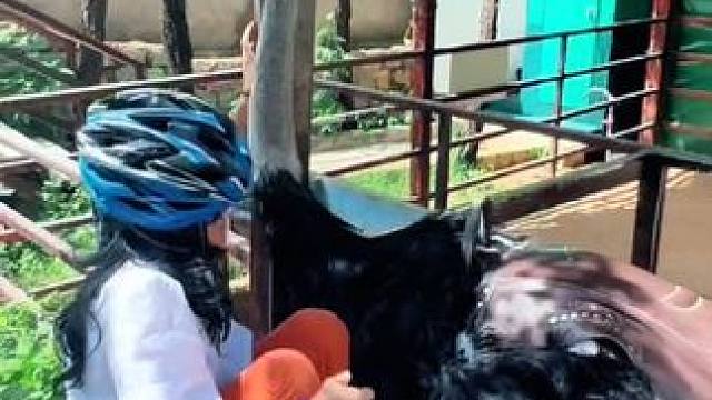 骑个大鸟 #国外视频分享 #奇妙的动物 #鸵鸟