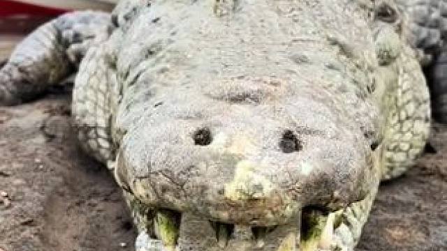 随机叼走一位幸运观众 #国外视频分享 #野生动物零距离 #鳄鱼