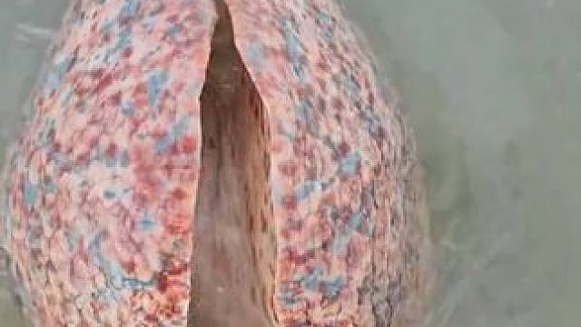 赶海收获一只大涡螺 #国外视频分享 #海洋生物 #赶海