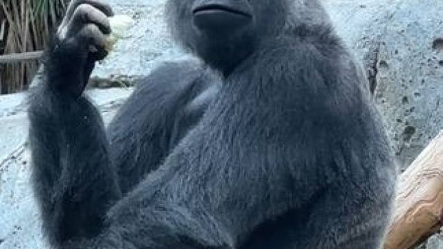 动物园的银背大猩猩好吃好喝好招待，寿命长达50岁 #国外视频分享 #