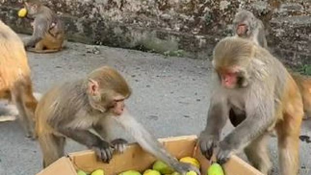 猴子吃芒果 #国外视频分享 #奇妙的动物 #野生动物零距离