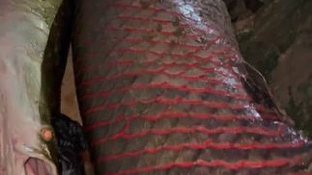 大吉大利今天吃鱼 #国外视频分享 #户外捕鱼 #巨骨舌鱼