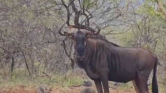 角马中了一箭栽倒在不远处的树林里，疣猪蓬蓬受惊了 #国外合法狩猎 #