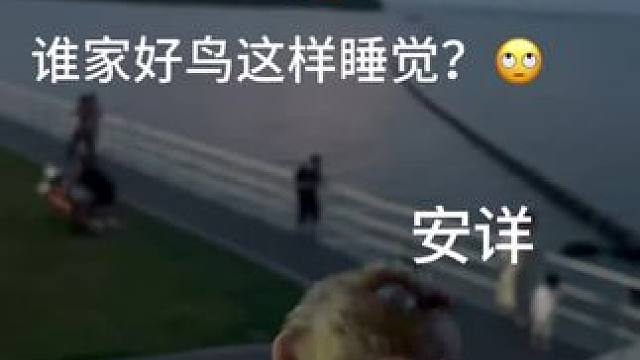 #鹦鹉 #萌宠 #毛孩子 #合法饲养鹦鹉 #小太阳鹦鹉