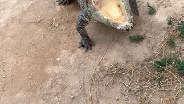 大怨种更本没有反抗之力