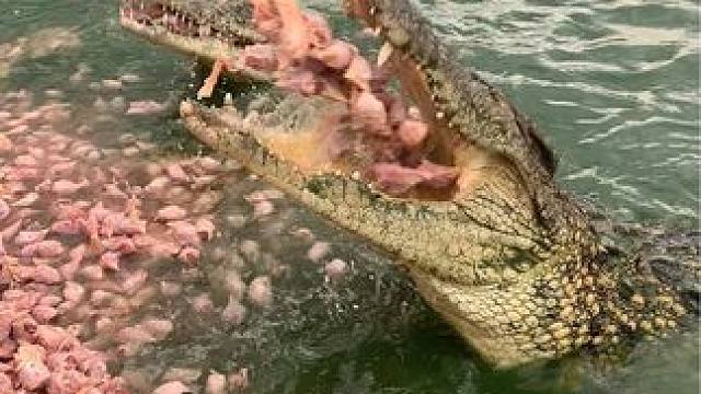 喂不一样的大鱼