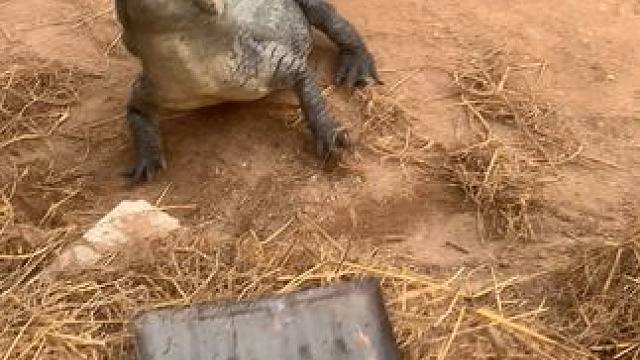 全网最大铁锹打的鳄鱼邦邦响