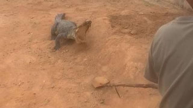 喂鳄鱼吃点早餐，太香了#动物的迷惑行为 #鳄鱼养殖场