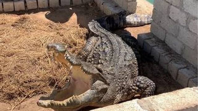 手都给我打抽筋了，还是不走，真抗打啊#动物的迷惑行为