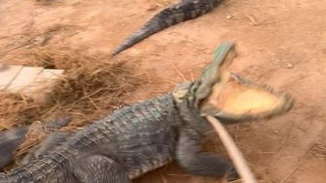 动物的迷惑行为~