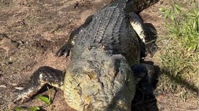 鳄鱼强大的咬合力直接咬碎头骨#鳄鱼咬合力有多大#世界上咬合力最大的动物 #野生动物零距离