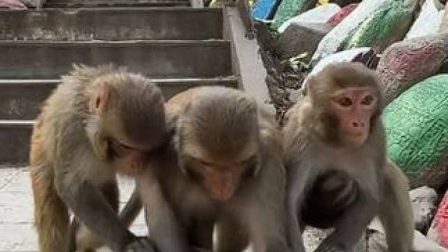 猴子吃苹果 #国外视频分享 #野生动物零距离 #猴子成精