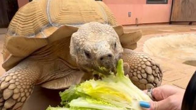 国外美女的宠物陆龟 #国外视频分享 #奇妙的动物 #苏卡达陆龟