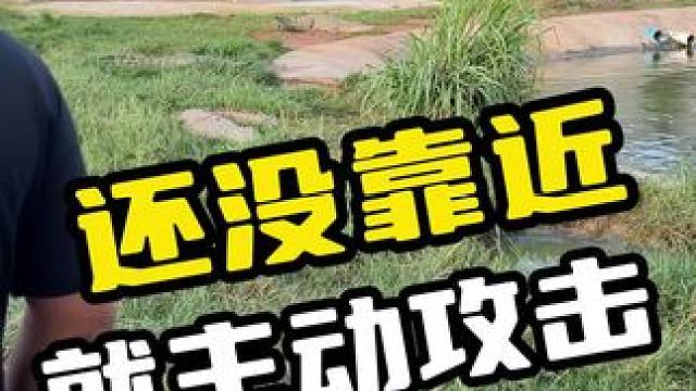 还没靠近就主动攻击#鳄鱼 #鳄珍 #鳄鱼养殖场 #鳄鱼皮带