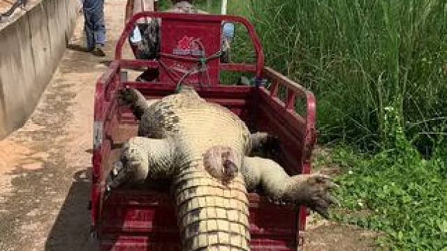 叫你们不要打架不要打架，现在好了躺板板了，三蹦子都装不下……