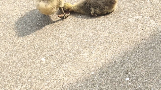 被小狗咬死了一只小鹅