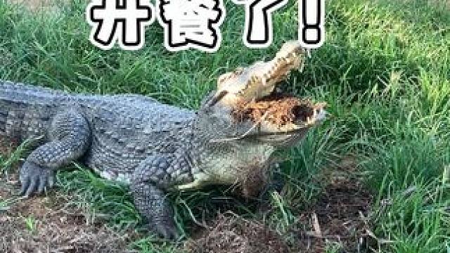 你的皮带吃土养成的！ #鳄鱼 #鳄珍 #鳄鱼皮带