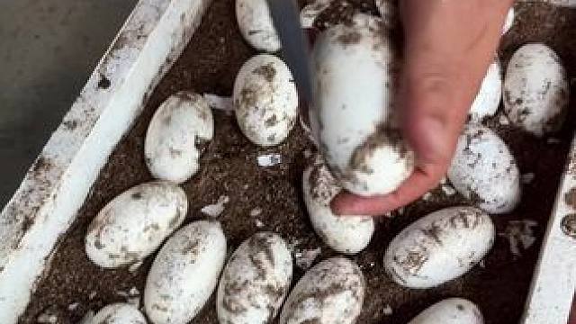 脑瓜子嗡嗡嗡的……